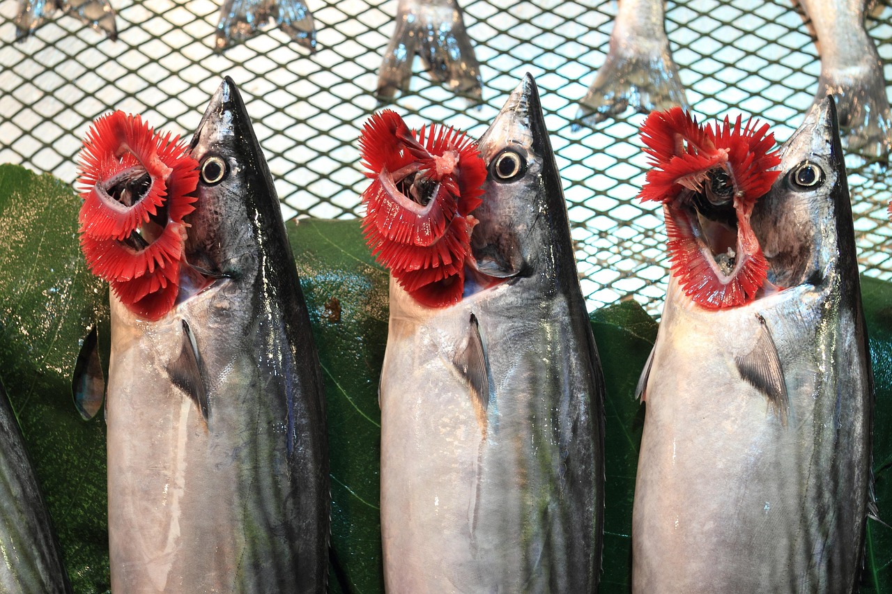 Pescados bonitos frescos con agallas rojas en un mostrador del mercado de Kumkapı.