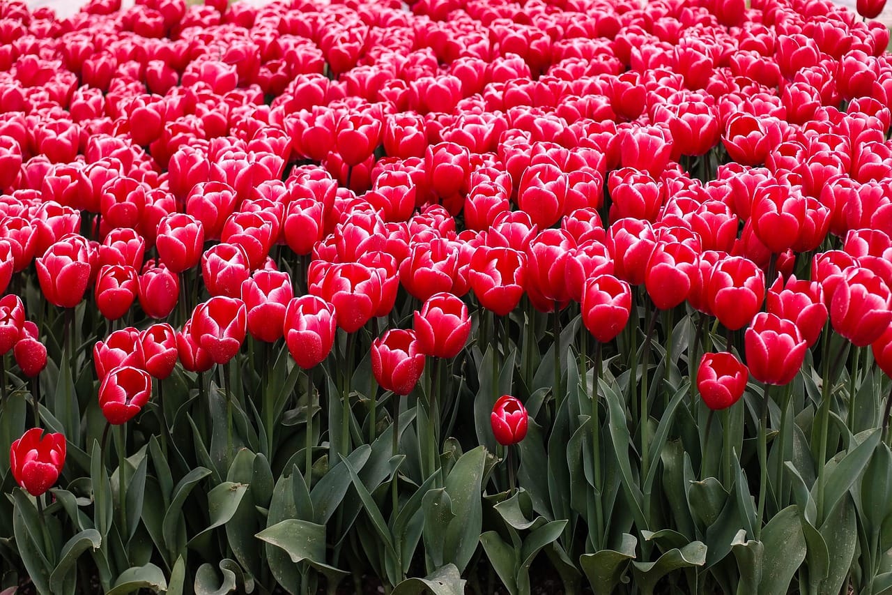 Consejos para viajar a Estambul en primavera con clima ropa recomendada y precios de temporada