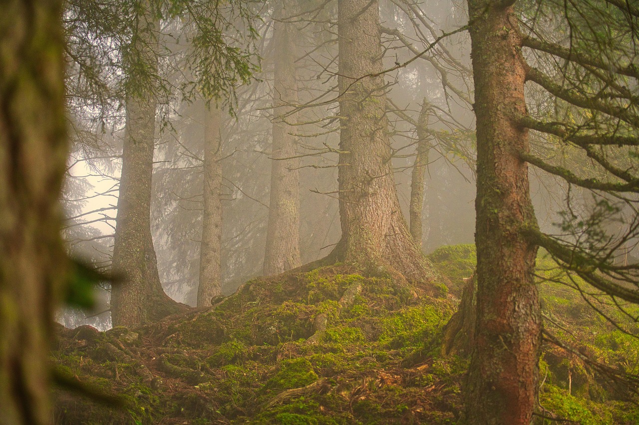 Bosque de Belgrado cubierto por una densa niebla entre los pinos.